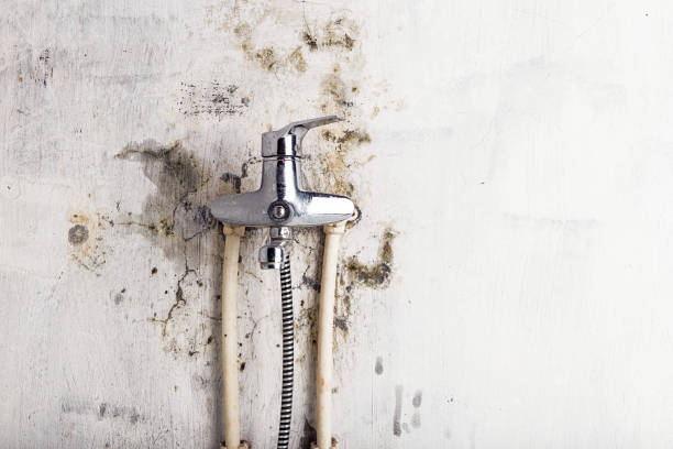 Best Affordable Mold Removal  in Indialantic, FL