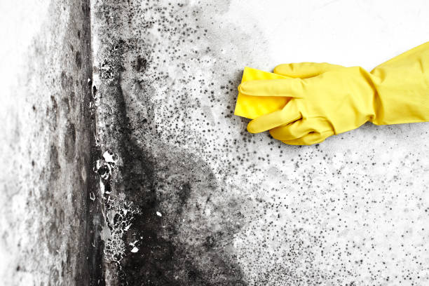 Best Attic Mold Removal  in Indialantic, FL