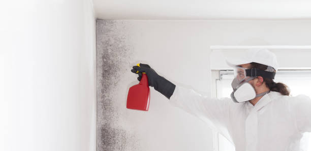 Best Mold Removal and Inspection  in Indialantic, FL