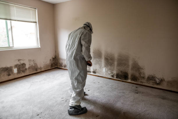 Best Commercial Mold Removal  in Indialantic, FL