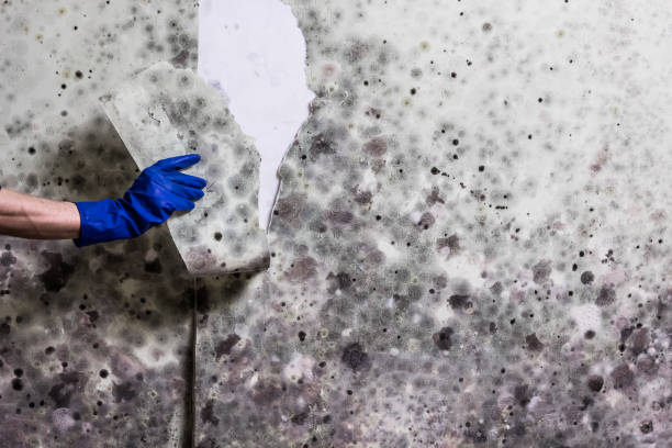 Best Toxic Mold Removal  in Indialantic, FL
