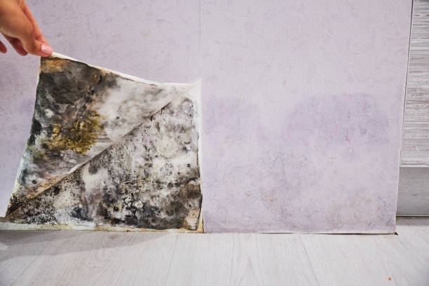 Best Water Damage Restoration  in Indialantic, FL